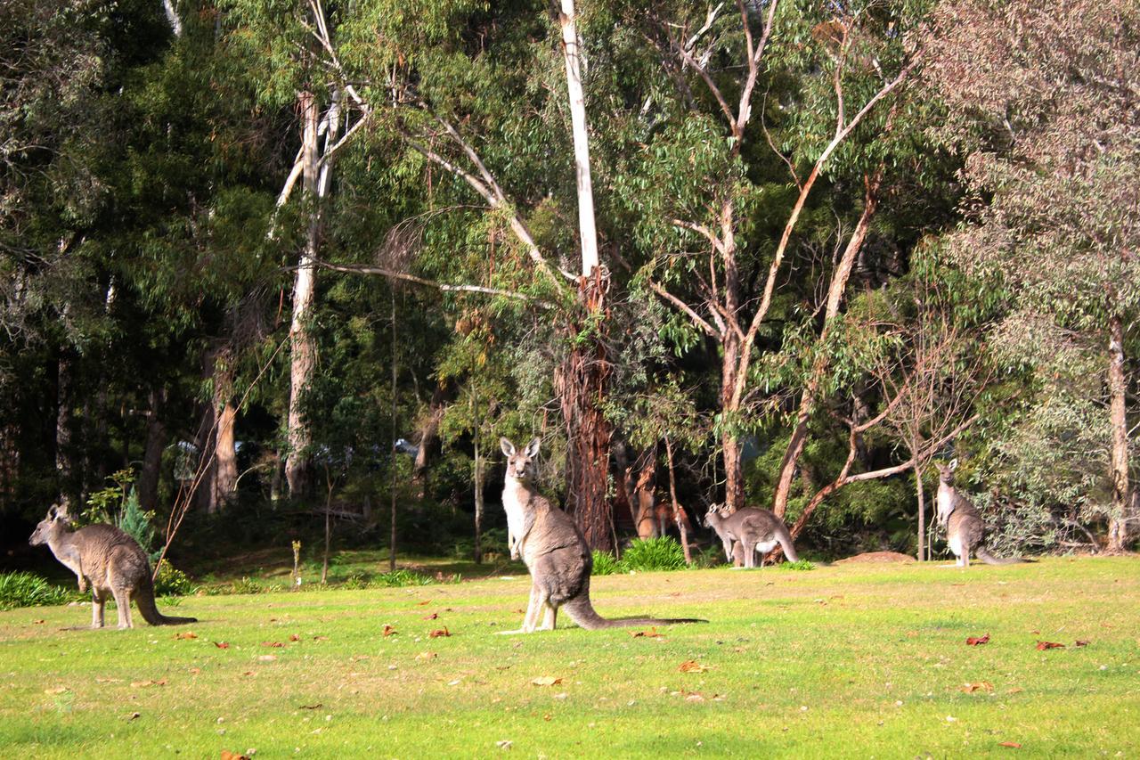 Marwood Villas Halls Gap Extérieur photo